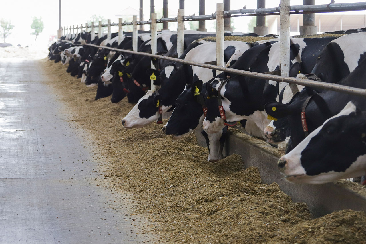 Digestibilidad eficiente en producción lechera